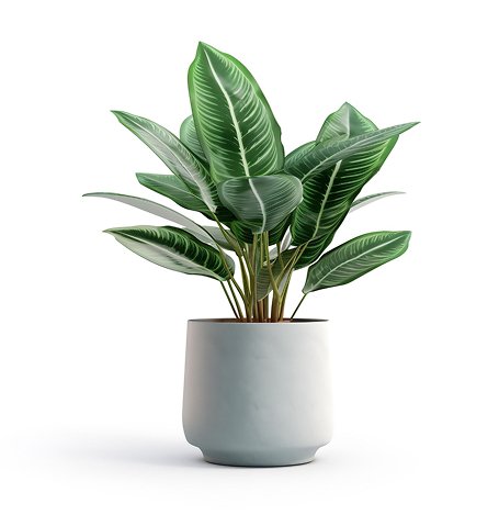 Welkom house plant