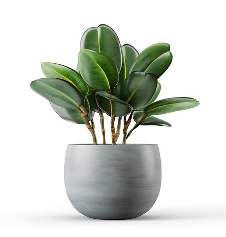 Welkom outdoor plant