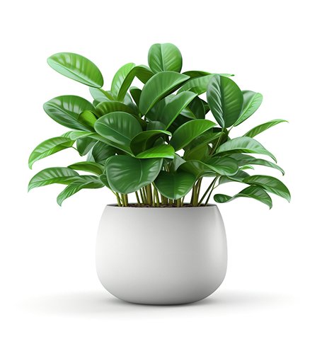 Welkom succulents